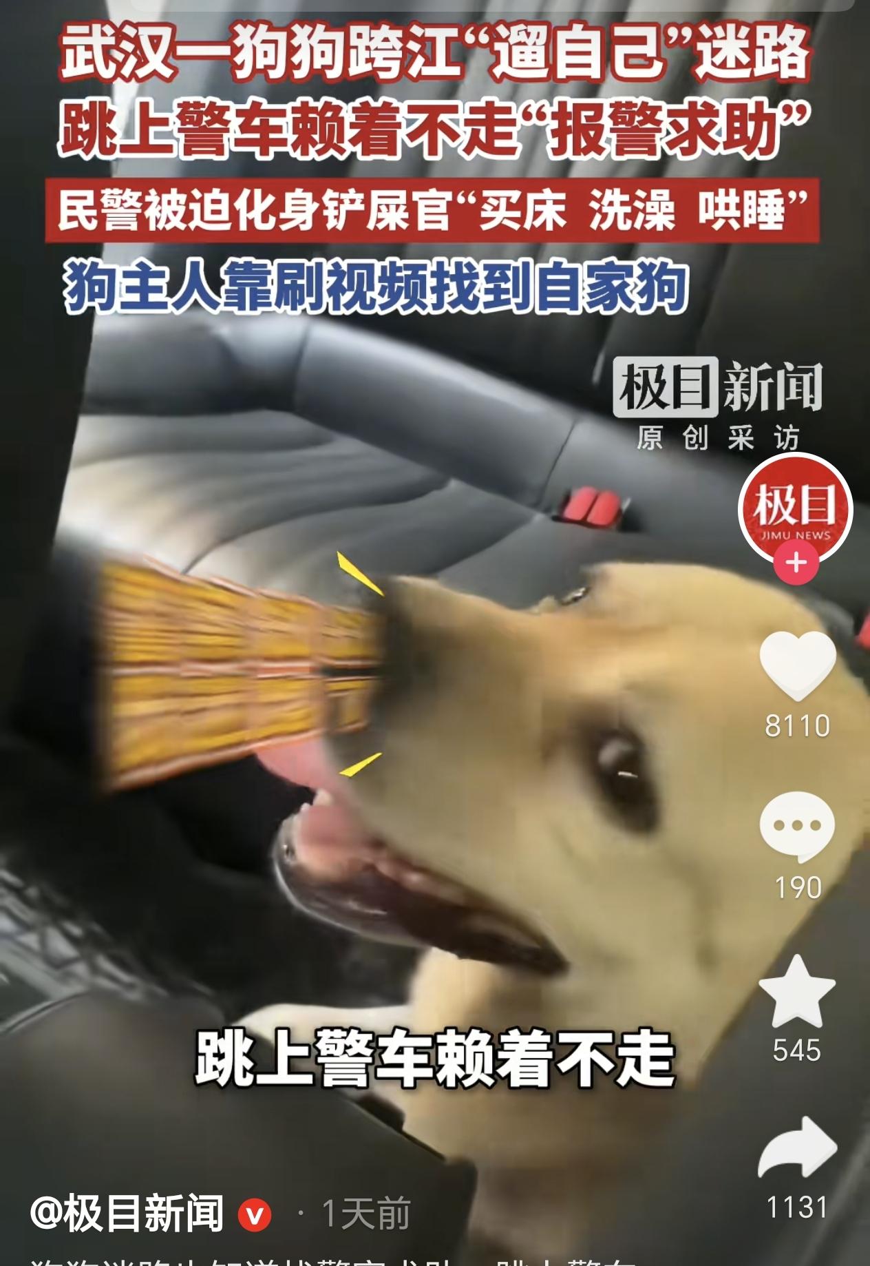 湖北武汉，一只拉布拉多犬独自出门遛弯迷了路，没想到它超级淡定，看到警车后，它自己