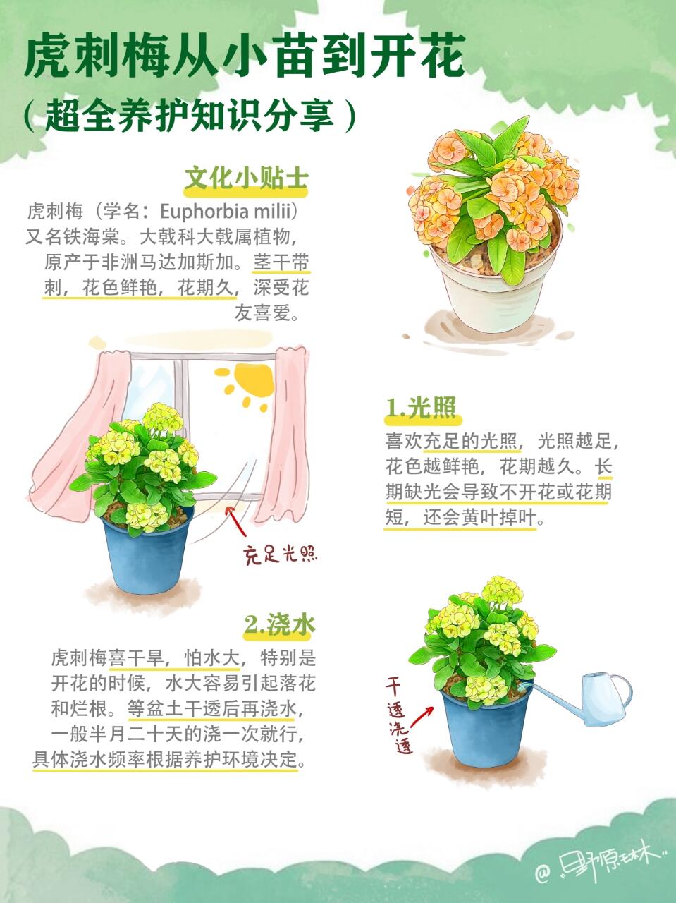 虎刺梅超全养护知识分享