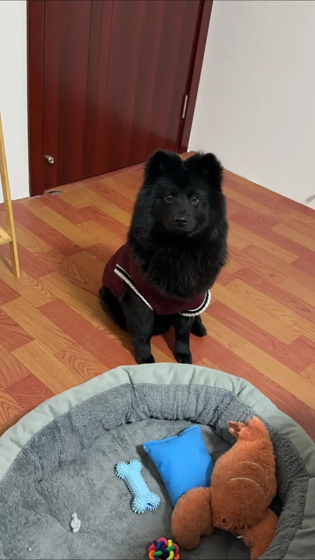 五黑犬