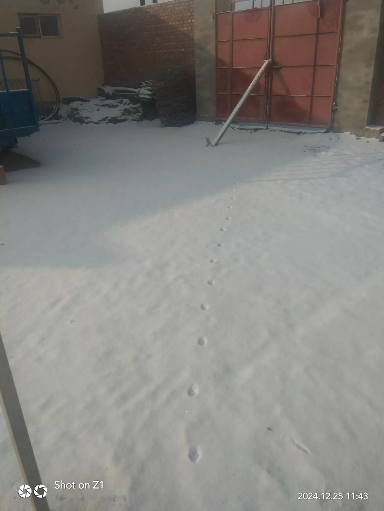 一行猫的脚印，愈发显得农家院落孤寂啊！