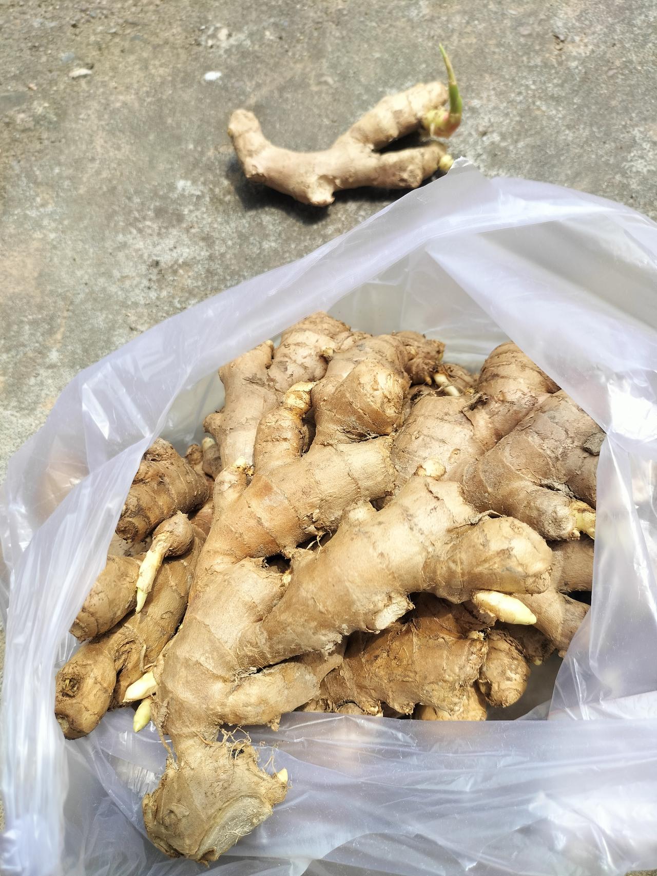 我今天到超市买了姜，是买回来炒菜吃的，发现全部发芽了，我就问老板，这发芽的姜能种