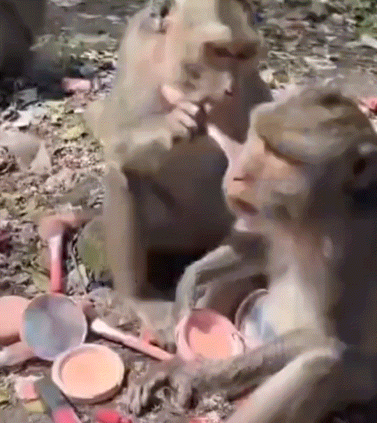 笑不活了！一网友景区游玩时，路遇几只猴子蹲路边玩耍，可走近仔细一看发现，这其中一