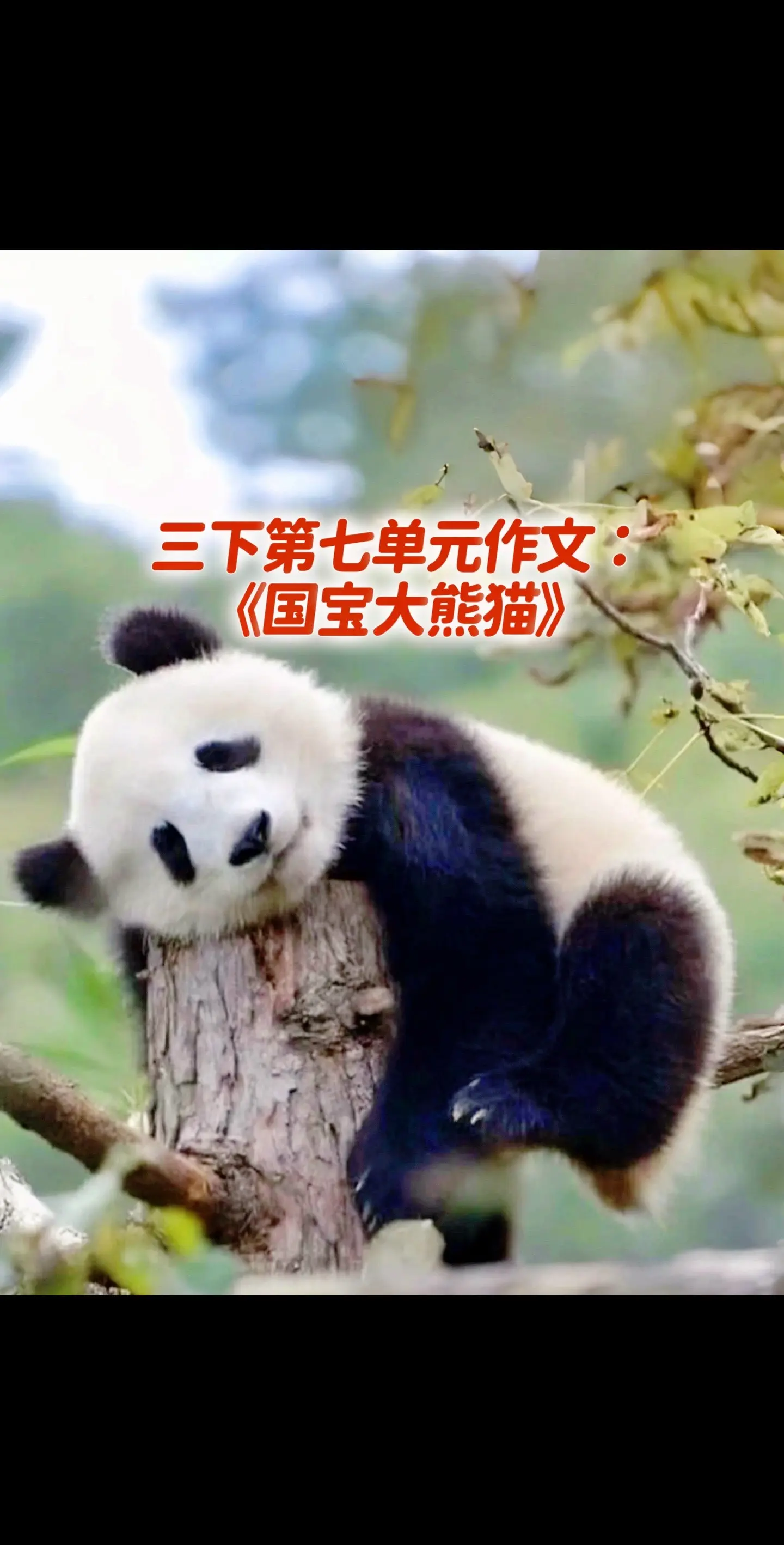 宝妈们，小学三年级下册第七单元习作《国宝大熊猫》，同步优秀范文《可爱的大熊猫》，送给孩子！