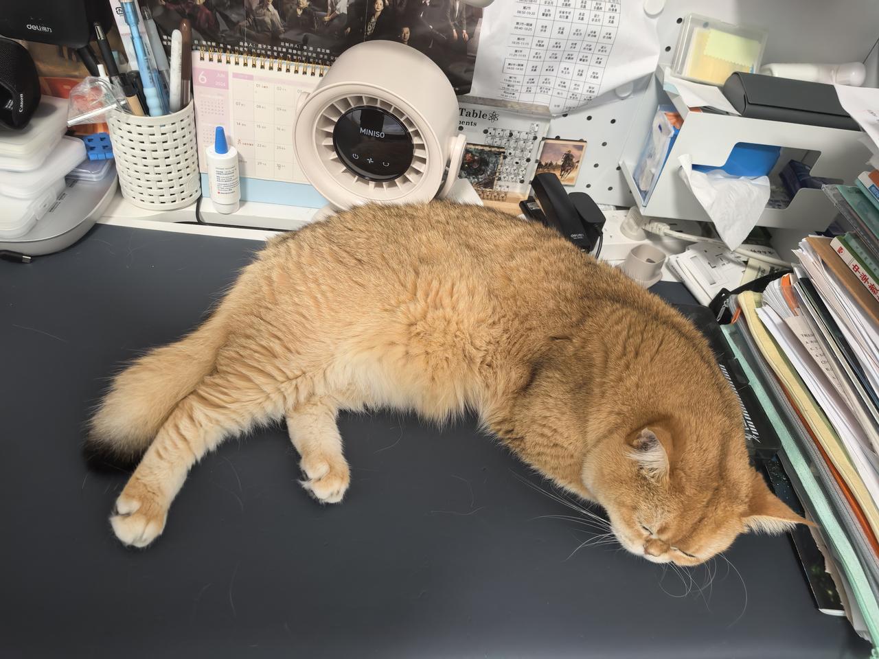养了几年猫，今才从头条看到，8月8日是世界猫咪日。此时此刻，我家两只猫咪正在睡懒