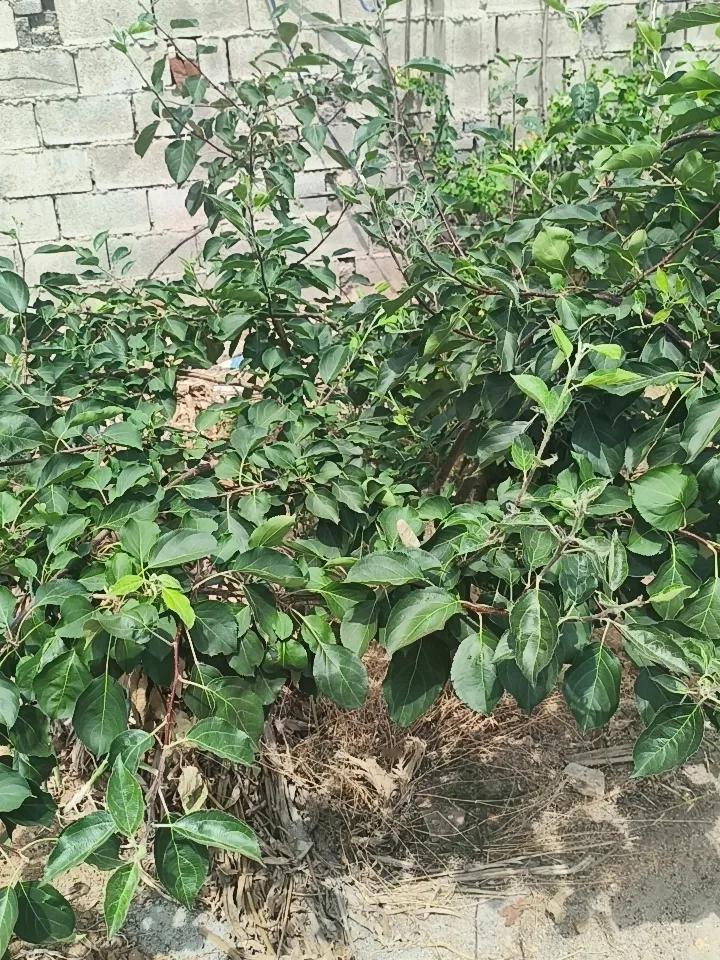 随手拍原创图片太容易了！现在就在小菜园里拍摄。
左边是第四年的小苹果树，已经挂果