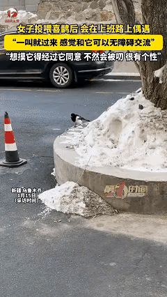 万物有灵！新疆一女子，意外发现有只喜鹊经常在公司楼下觅食，她就经常投喂这只喜鹊，