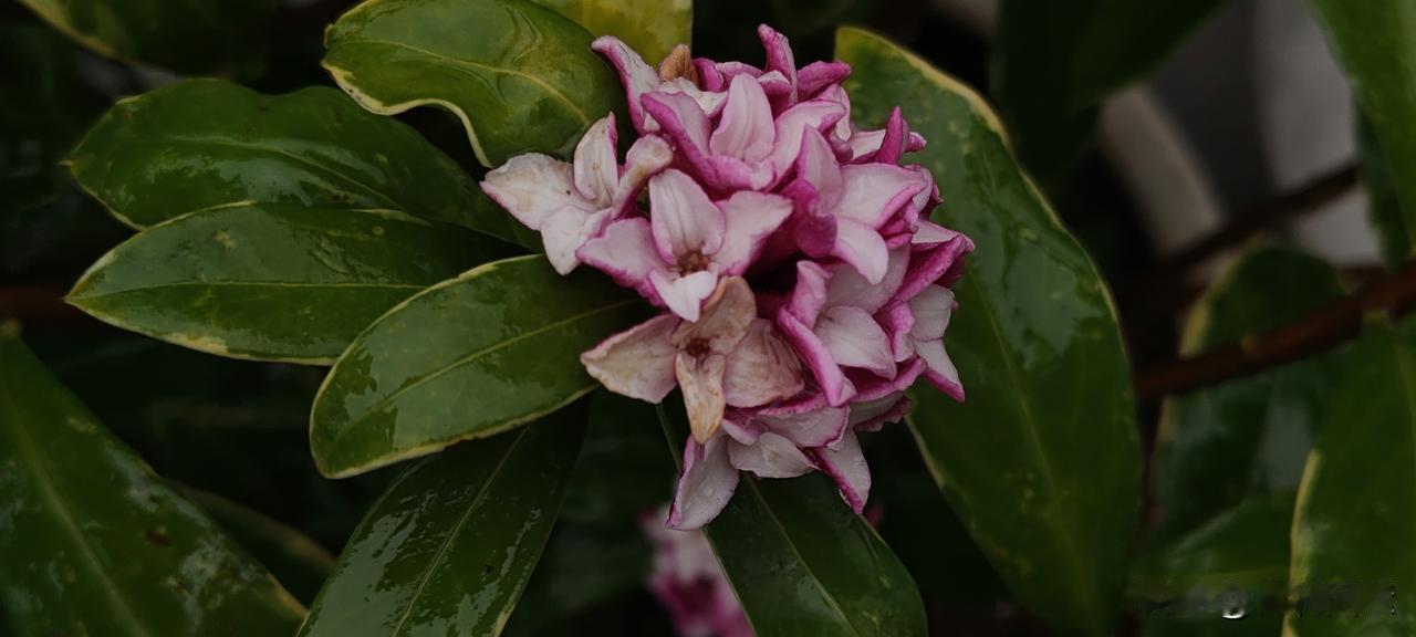 如何评价郭有才的唱功?他有唱功吗？