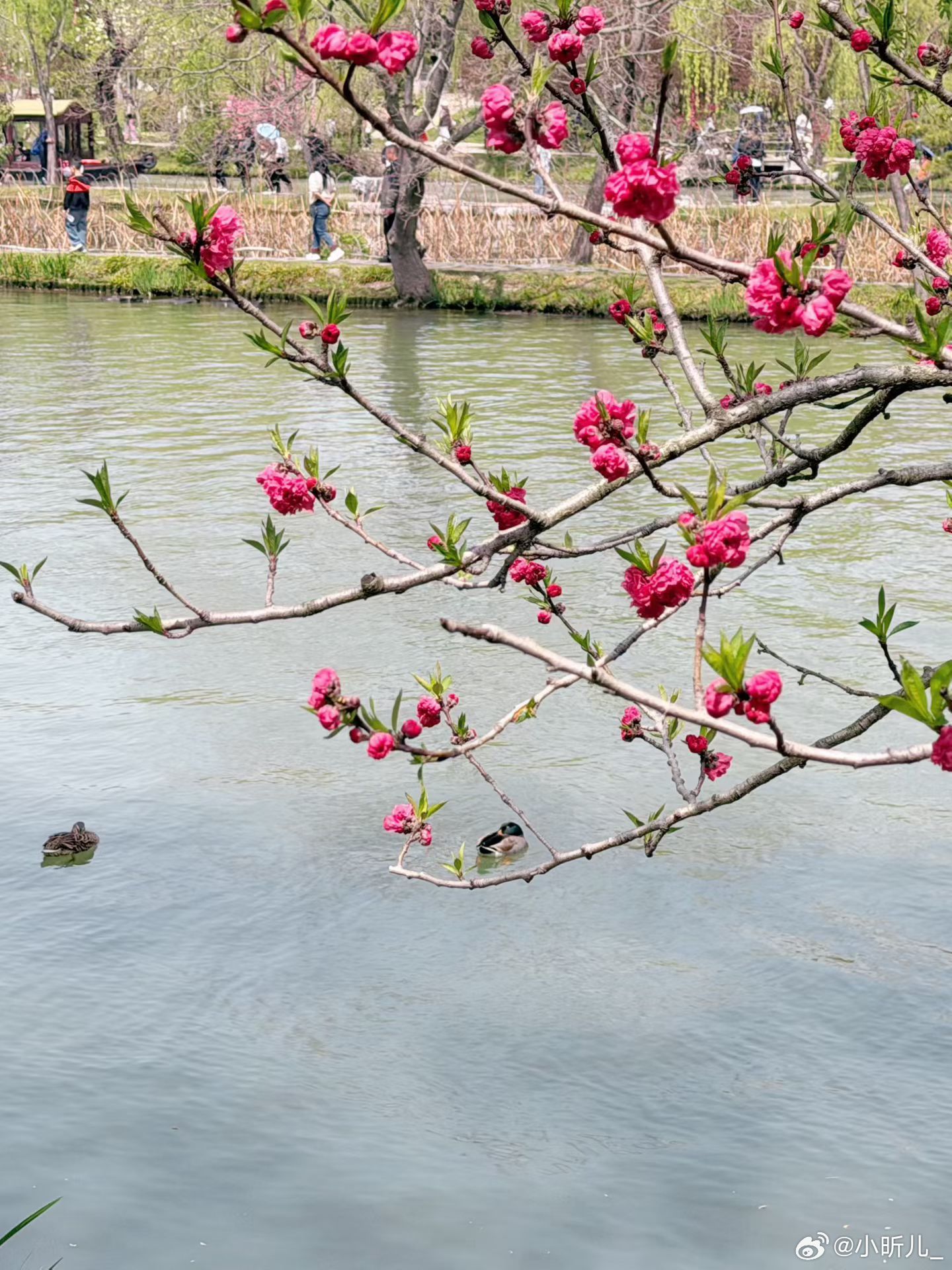 春天就要逛公园 