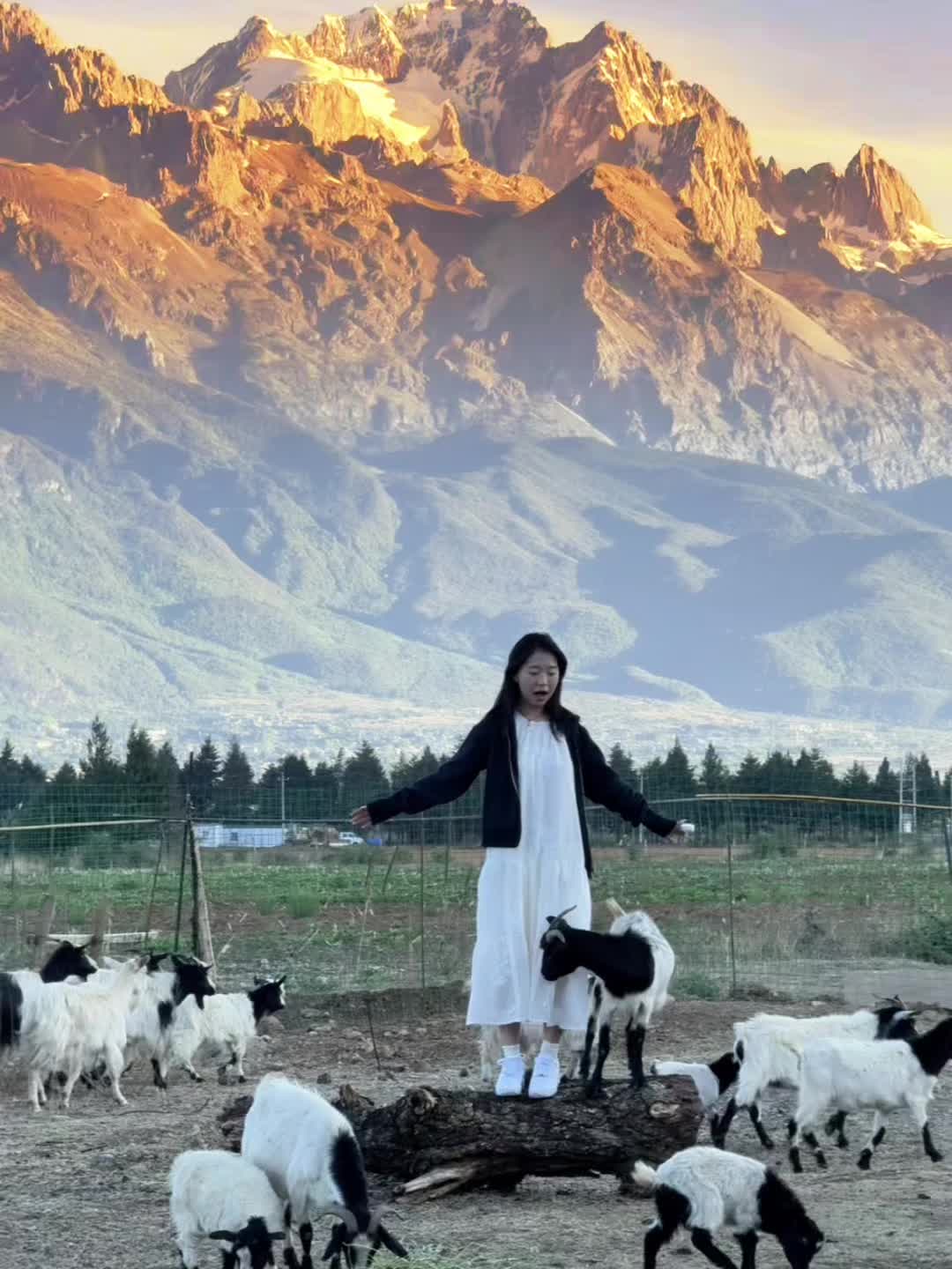 雪山下的香巴拉牧场 人均30多当快乐牛马 丽江雪山脚下藏着一个宝藏牧场...