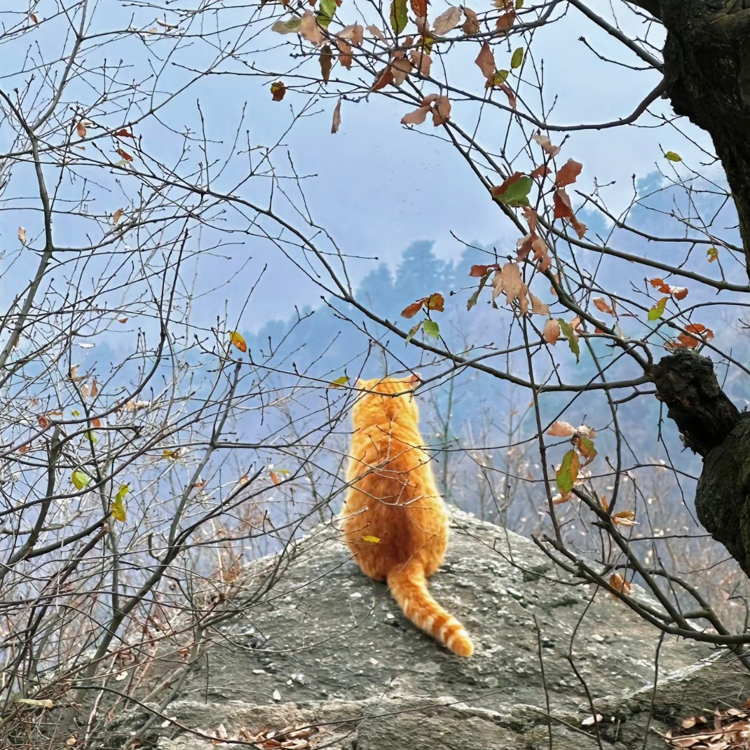 魂穿小猫十分钟，让我坐在这安静的看看山。 ​​​