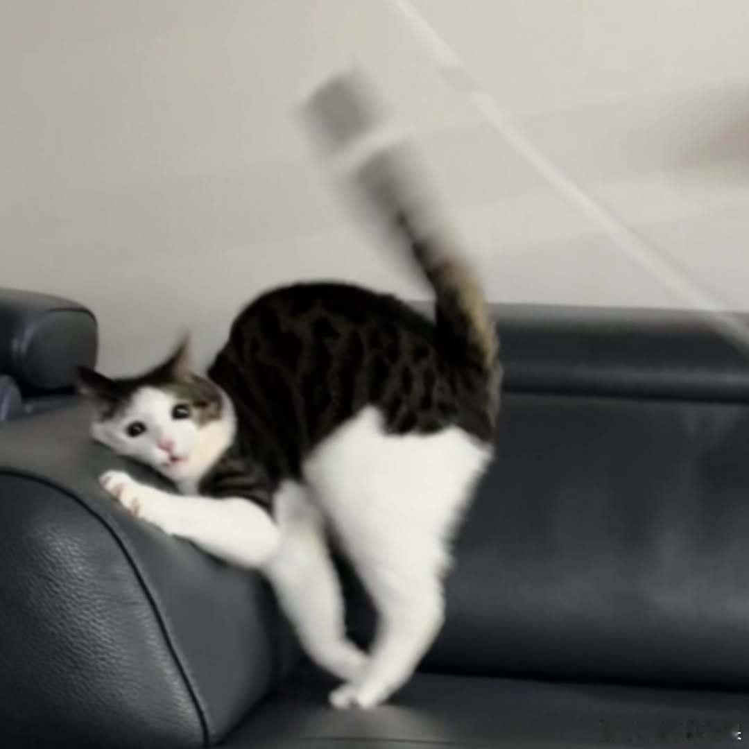 糊成这样还是很萌的夹子猫cr：hoseobiliiiii.0410 ​​​