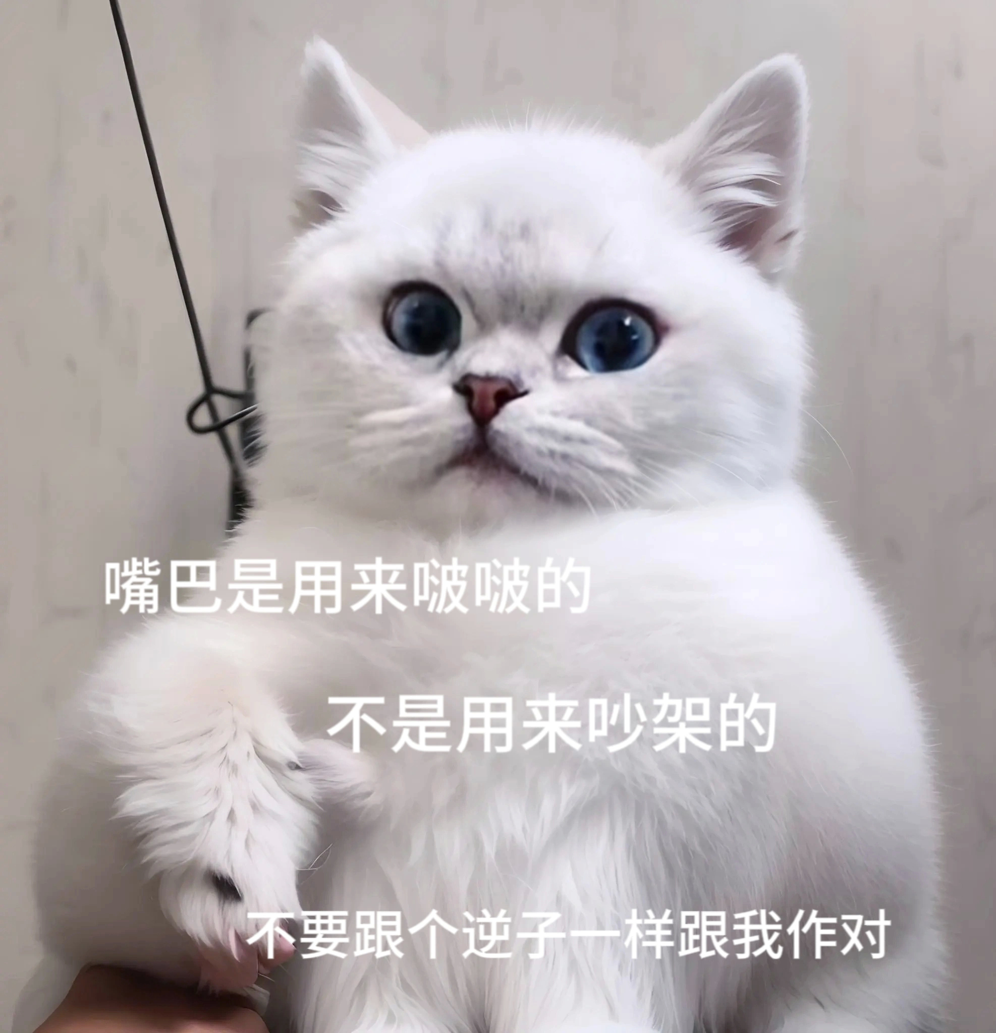 可爱猫咪表情包 ​​​