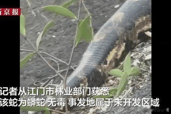 这是个 特大特大滴蟒蛇啊.虽然无毒 非常非常滴危险......搜狐新闻:【广东将