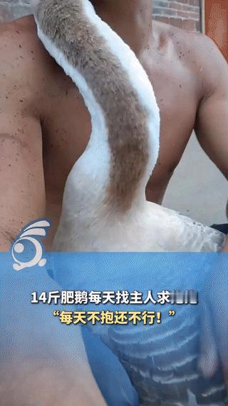 “解释不清了！”广西贺州，一男子养了几十只鹅，但有一只特别奇怪，每次男子回家这只