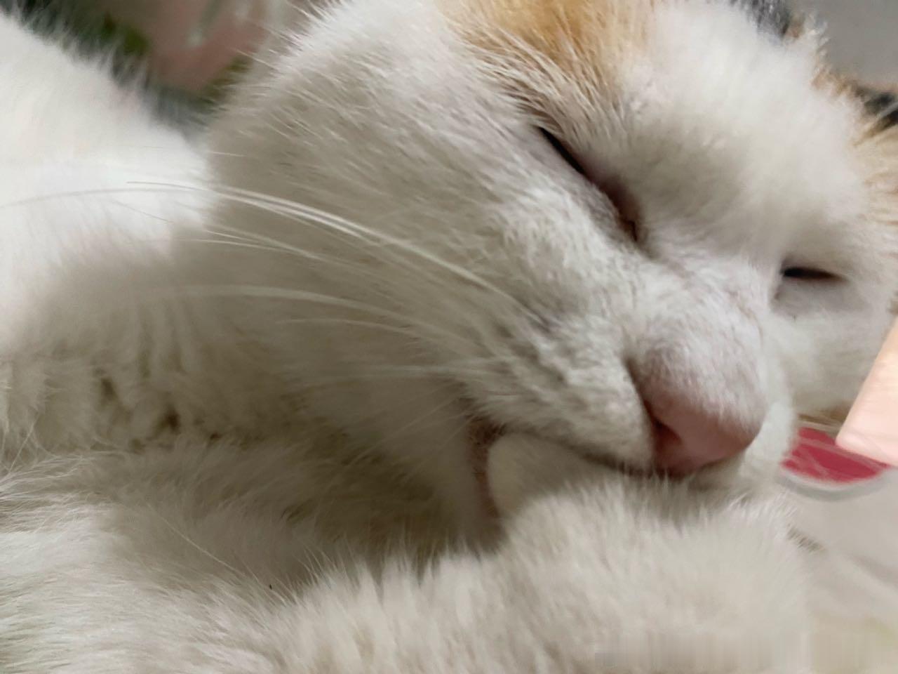 49346【丑猫】嗦一口玉足好香 