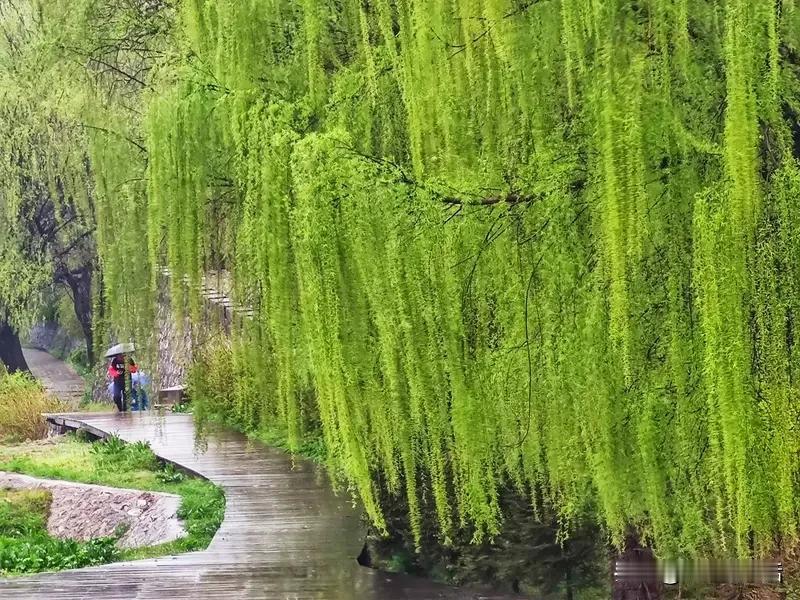 上联：秋霜催黄叶，诚邀下联春雨梳绿柳！