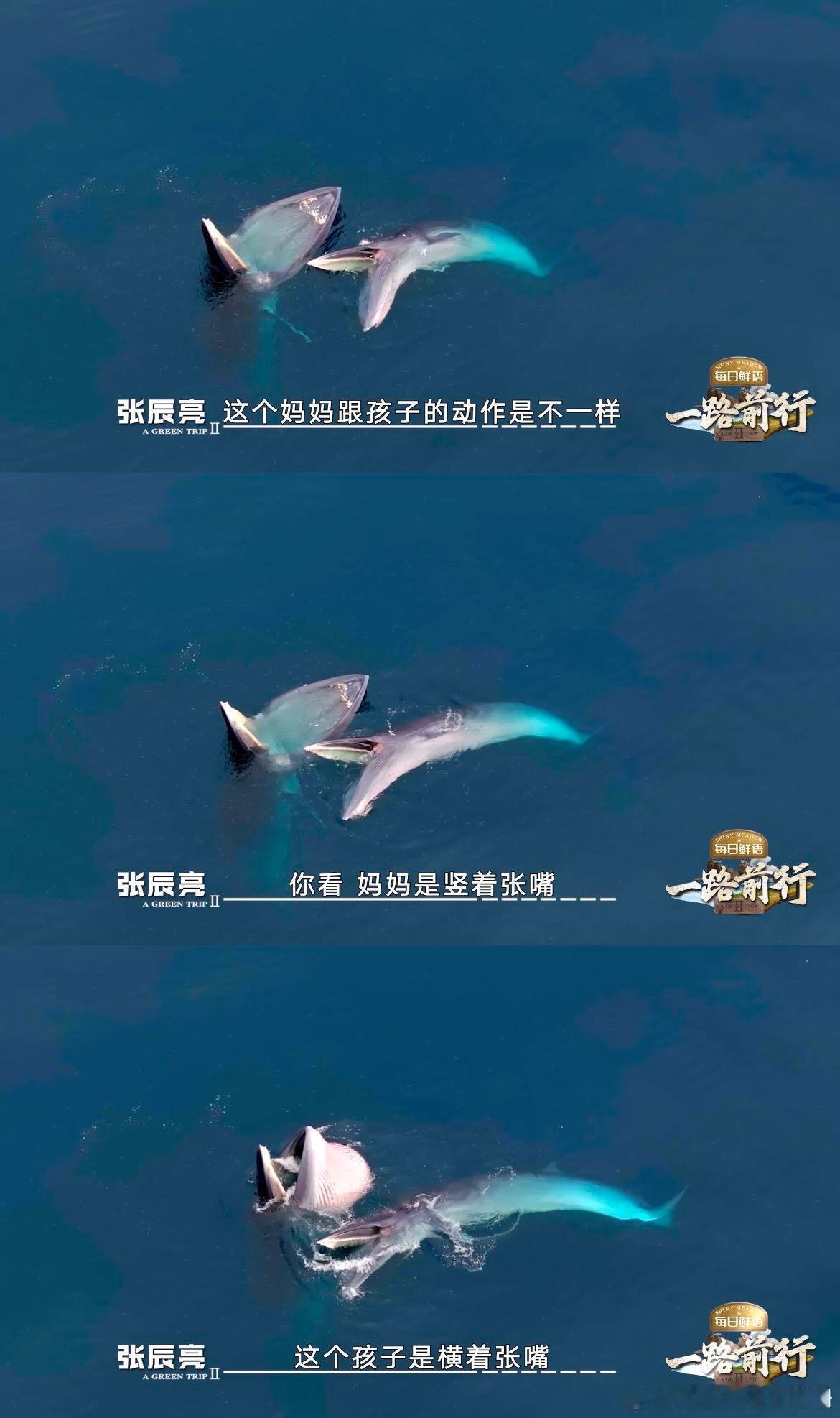 一路前行拍到绝美布氏鲸出海镜头  在涠洲岛的清晨， 一路前行 节目组幸运地见证了