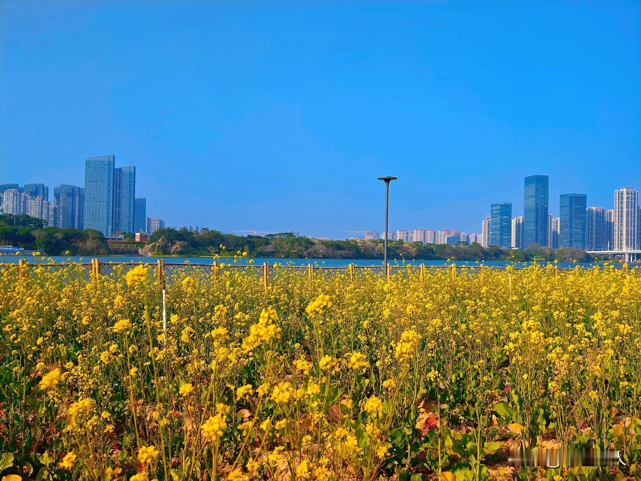 看油菜花何须到山重，市区居民家门口就有了——漳州市南江滨龙江岁月“田园牧歌”式风