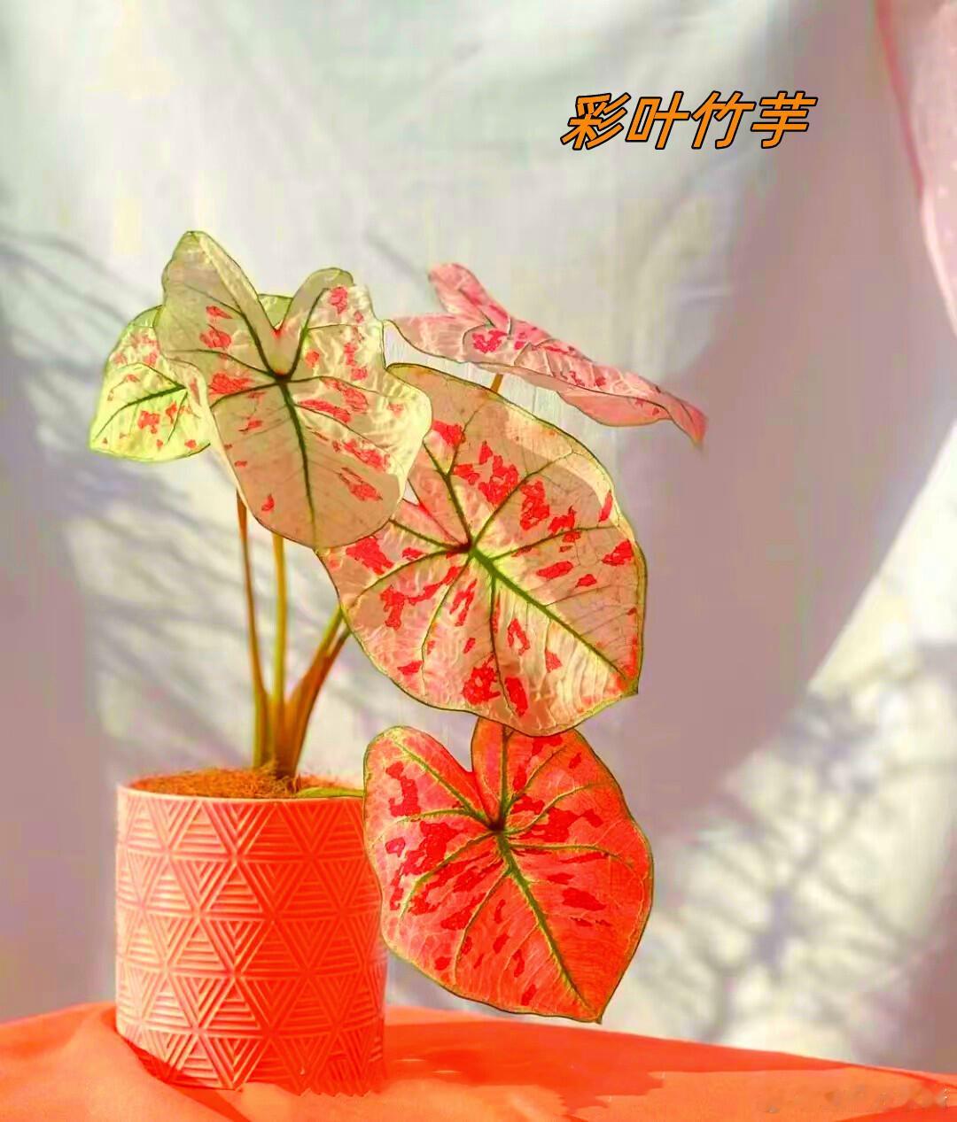 奇妙生物圈植物科普 夏日里那些神奇植物——叶比花美的彩叶植物在植物的世界里，彩叶
