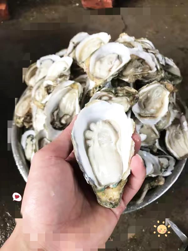 比中彩票还难！广东老板6年撬出百万分之一蚝珠，最动人的不是运气，是他的选择。
 