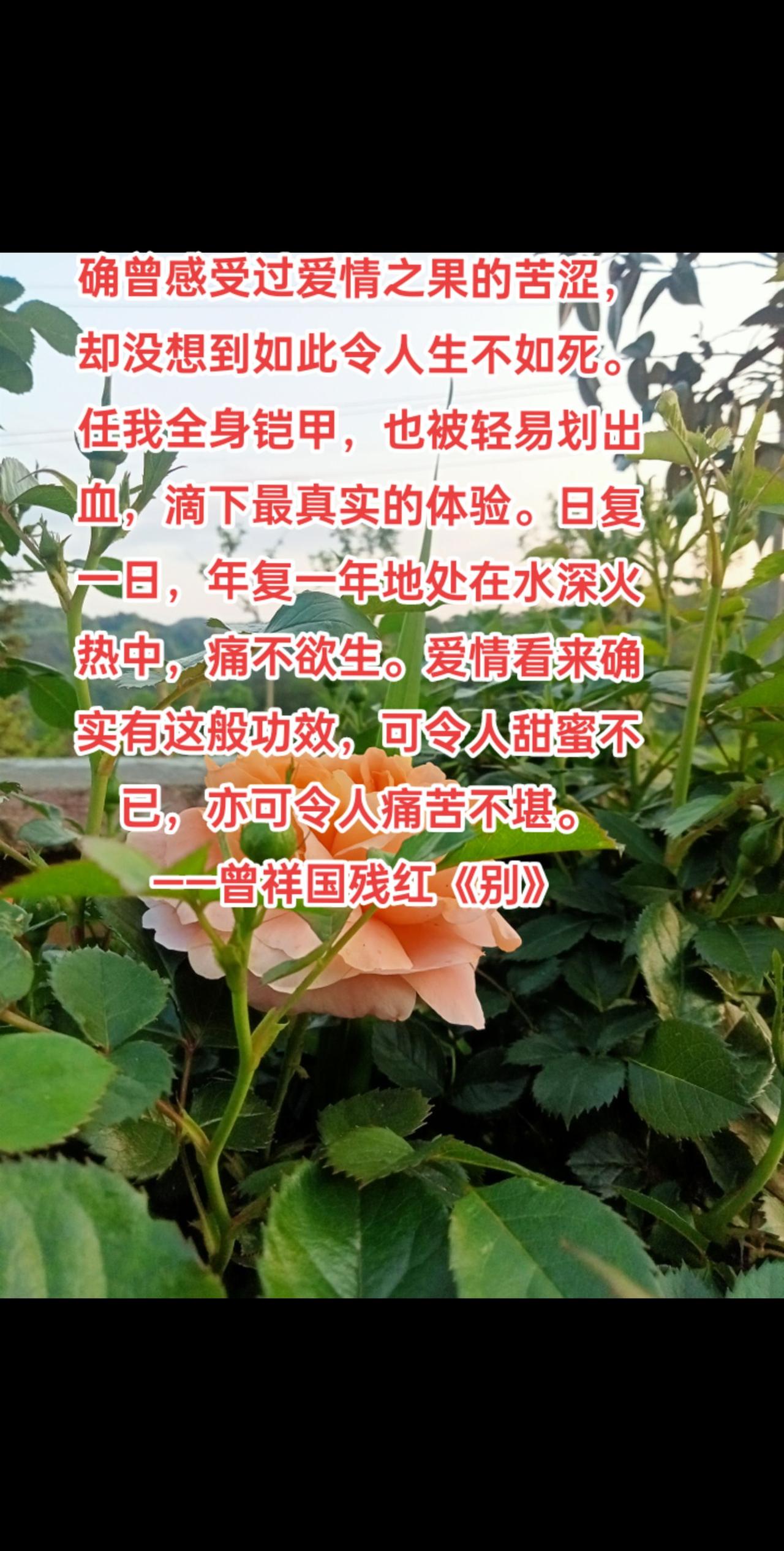 确曾感受过爱情之果的苦涩，却没想到如此令人生不如死。任我全身铠甲，也被轻易划出血