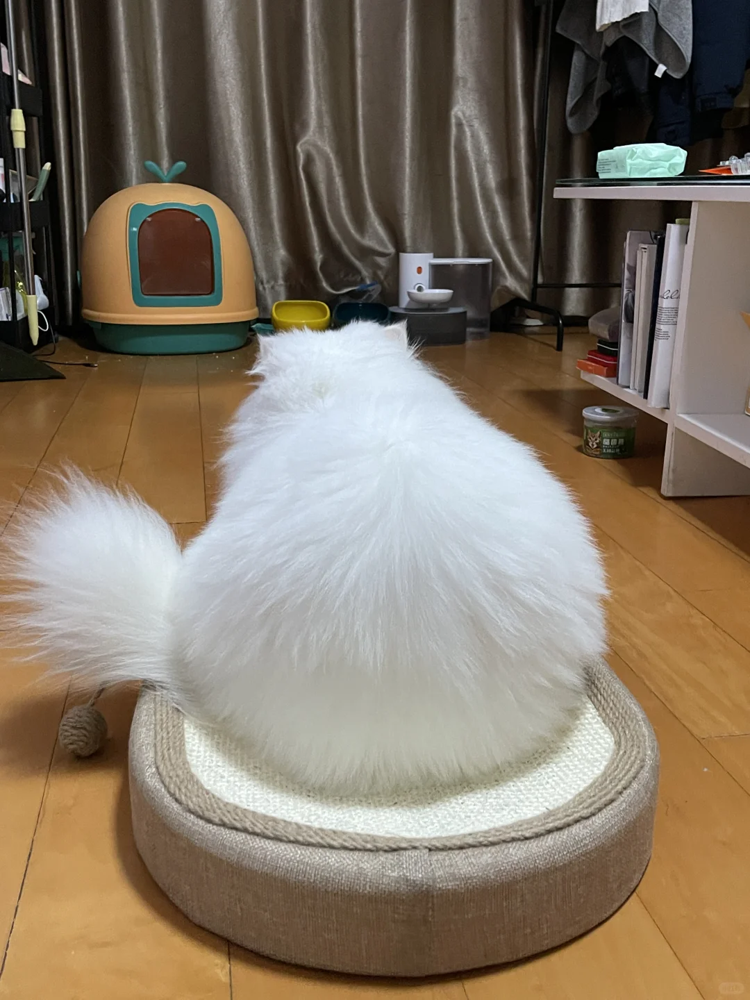 圆鼓鼓