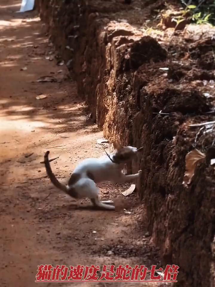 猫的速度是蛇的七倍。