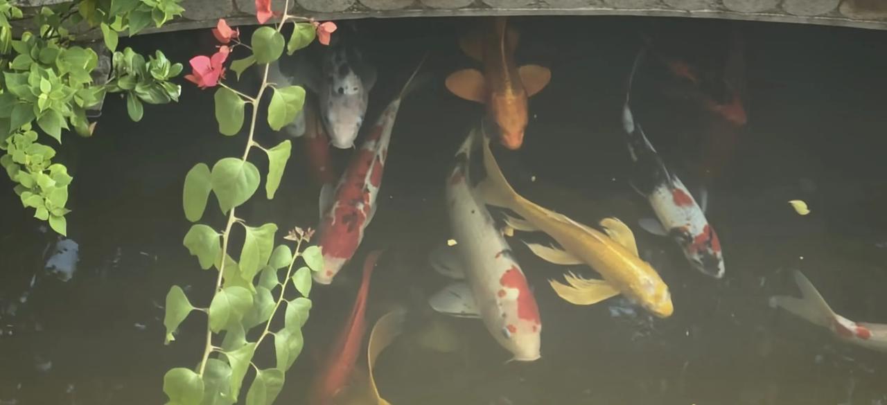 发一张你相册最近拍的花