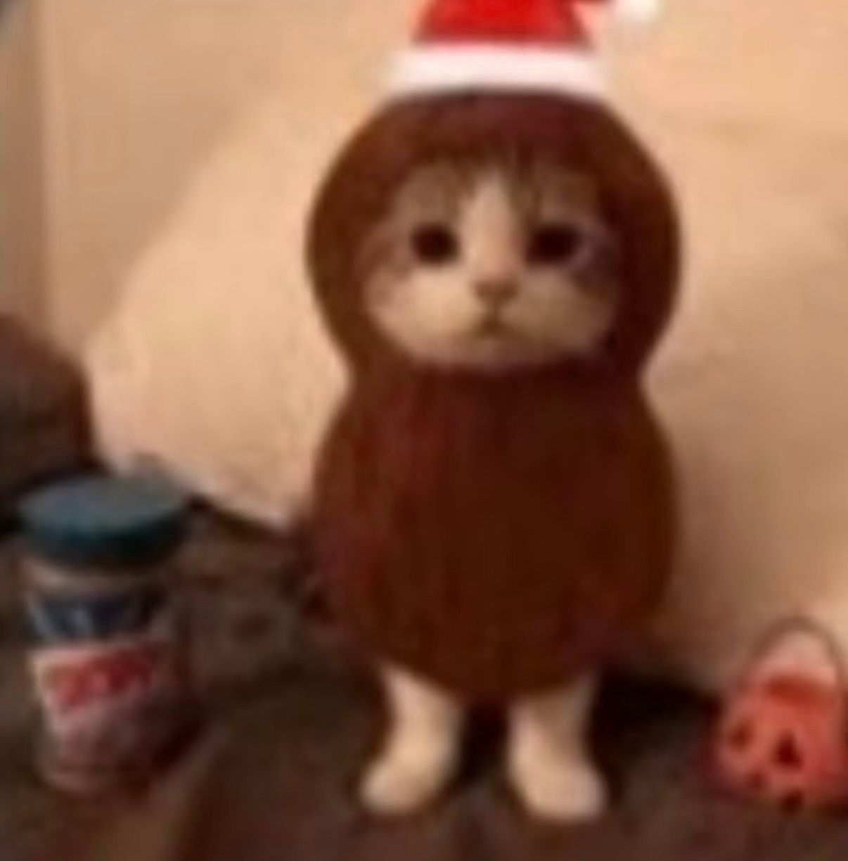 小众猫猫头像分享｜萌宠头像｜小猫头像｜可爱头像｜萌物｜咪 ​​​