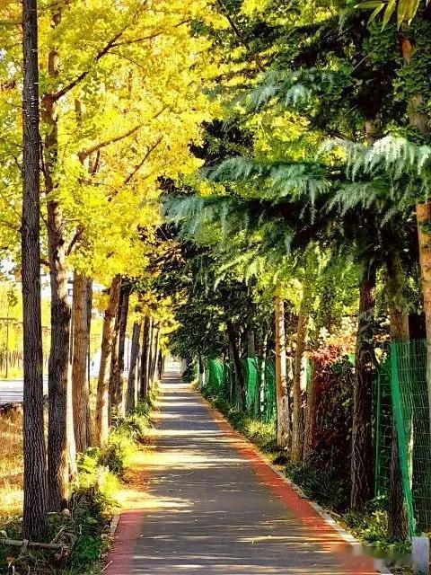 一念成秋，情寄岁月