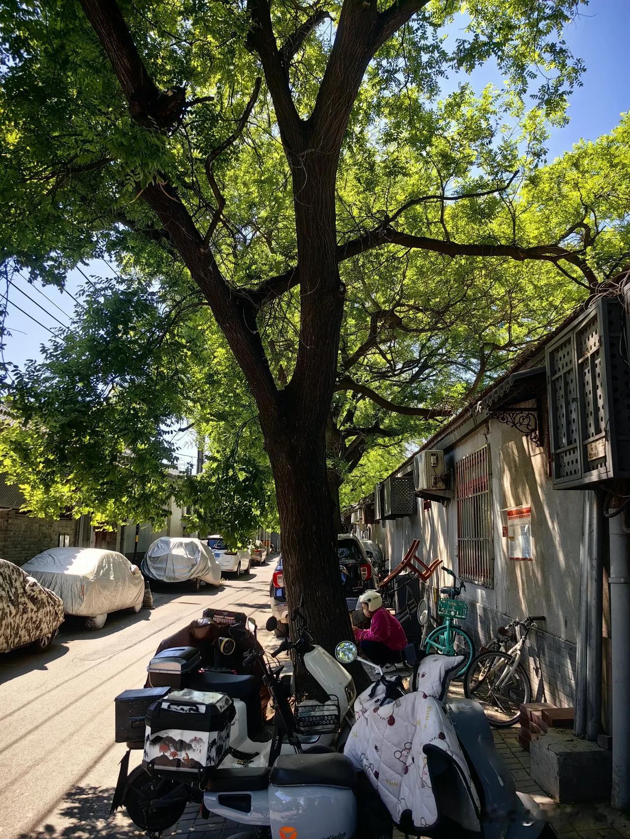 北京胡同里，除了大杂院外，还有不少装修很好的深宅大院，有些大院门口没有任何招牌，