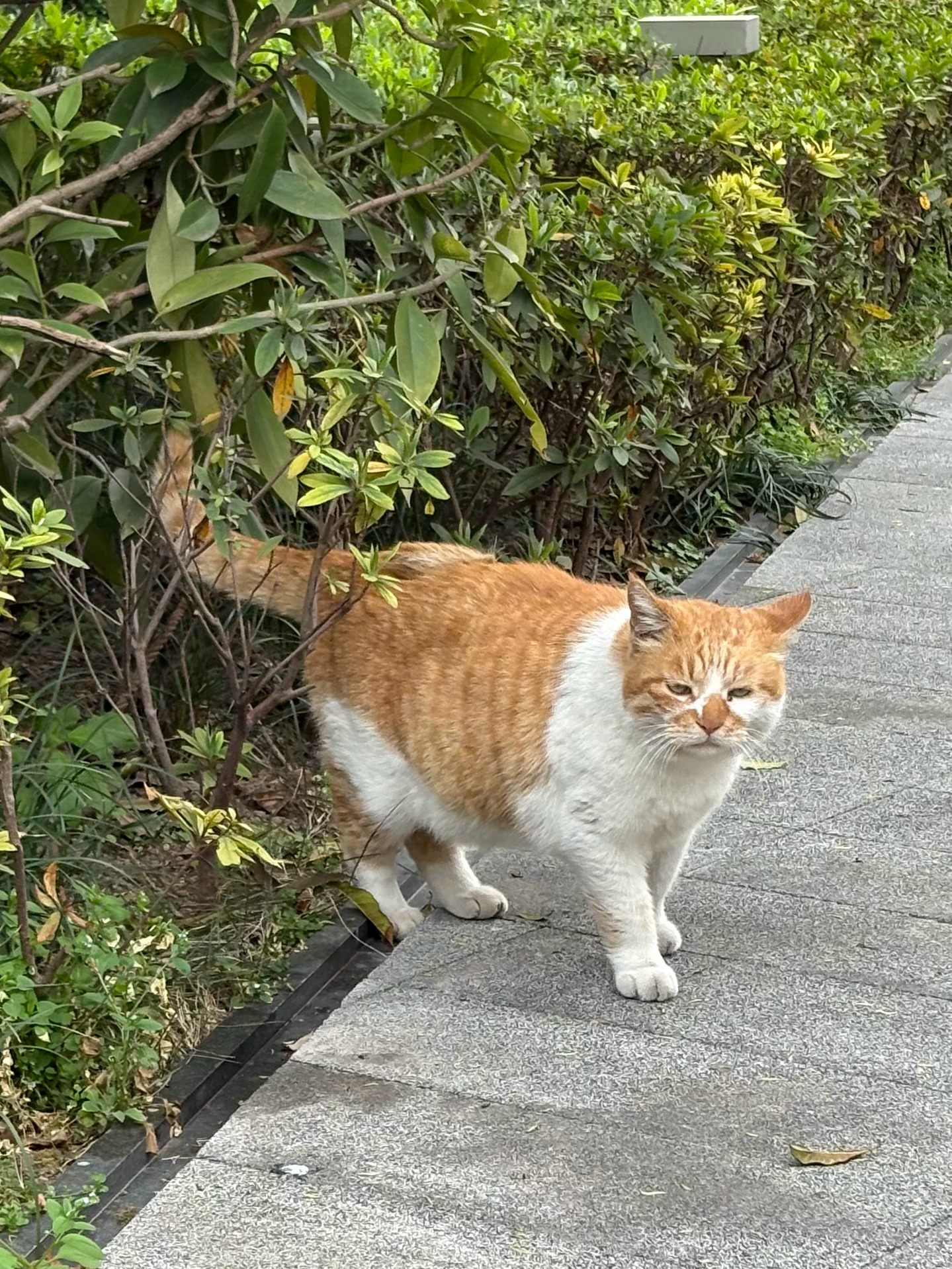 又是一年春暖花开已经到了路人见到都说这是一只老猫的年纪短短野生喵