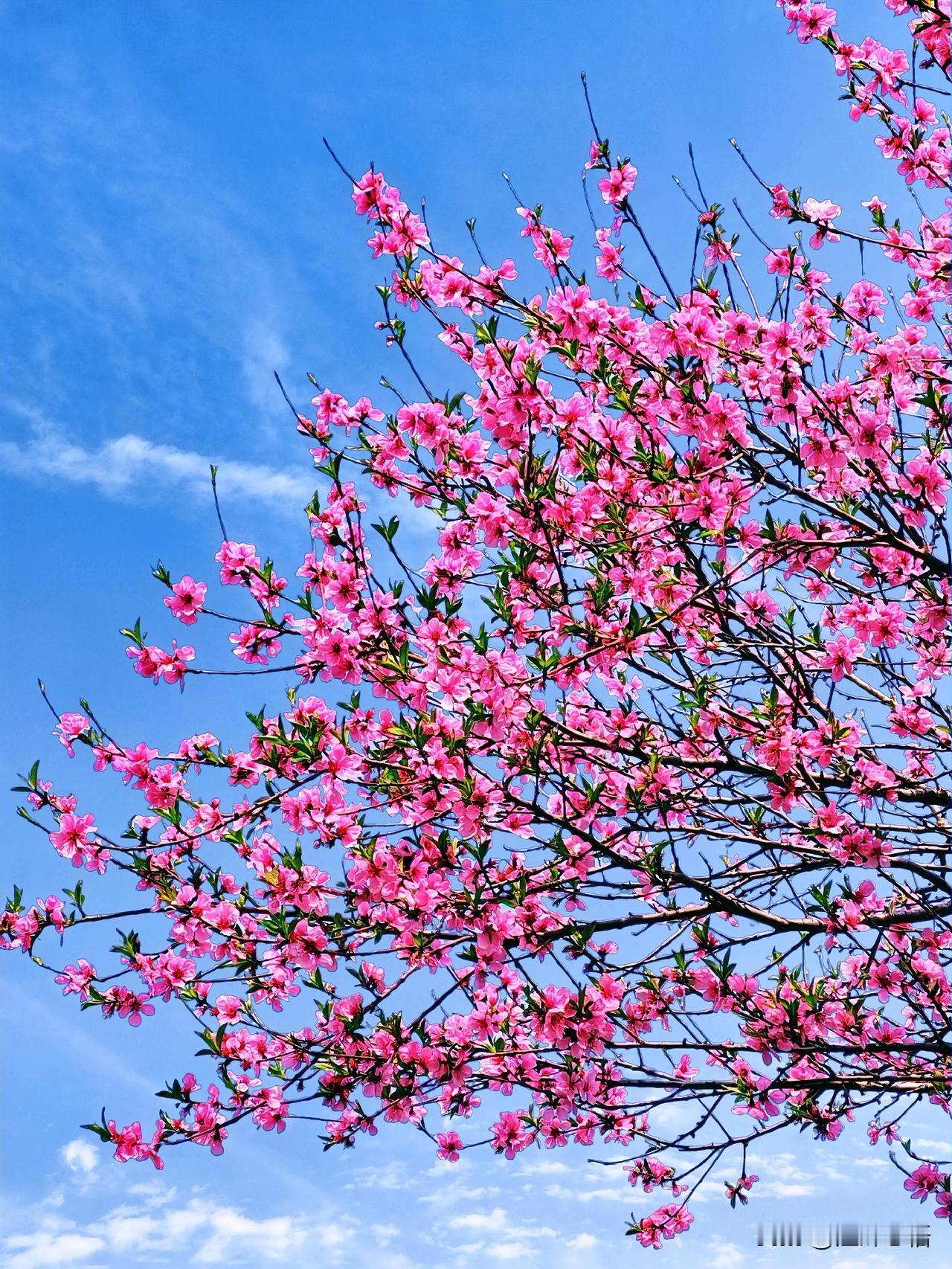 粉嫩春意浓，花海映晴空。🌸🌞