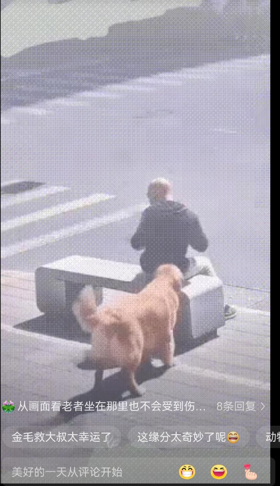 公路边上，一大叔正坐在石凳上埋头刷手机，这时一条金毛狗悄悄走到他身后，调皮的用嘴