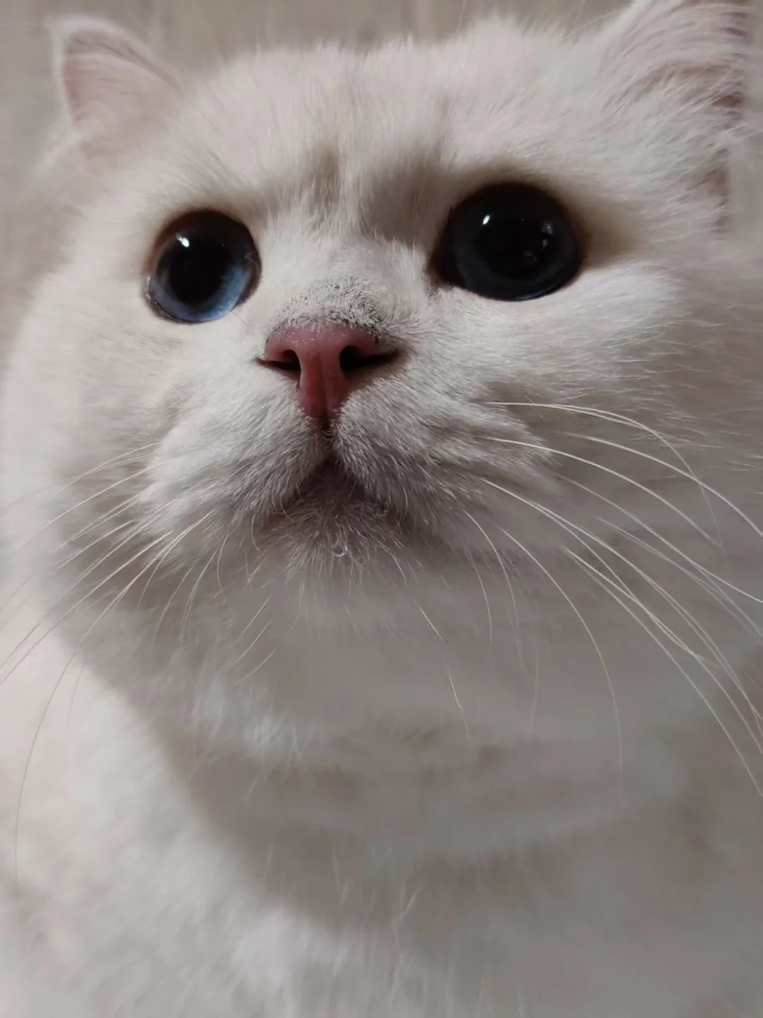 嘿嘿嘿…小猫咪…嘴角还挂小水滴💧