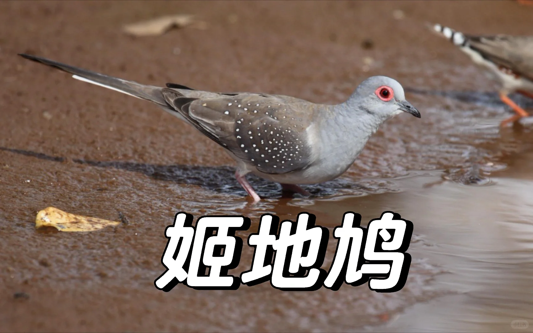 挑战三秒钟念出它可爱的名字
