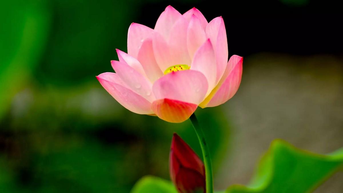 非常释怀的一段话：“命里一尺，难求一丈，是你的，不需要争；不是你的，没必要争。有