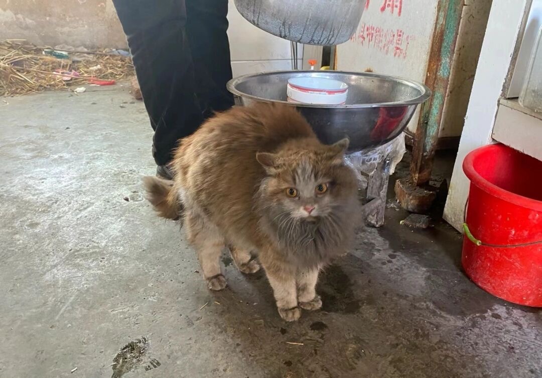 有了家以后，小猫的眼神的都变了[抱一抱] ​​​