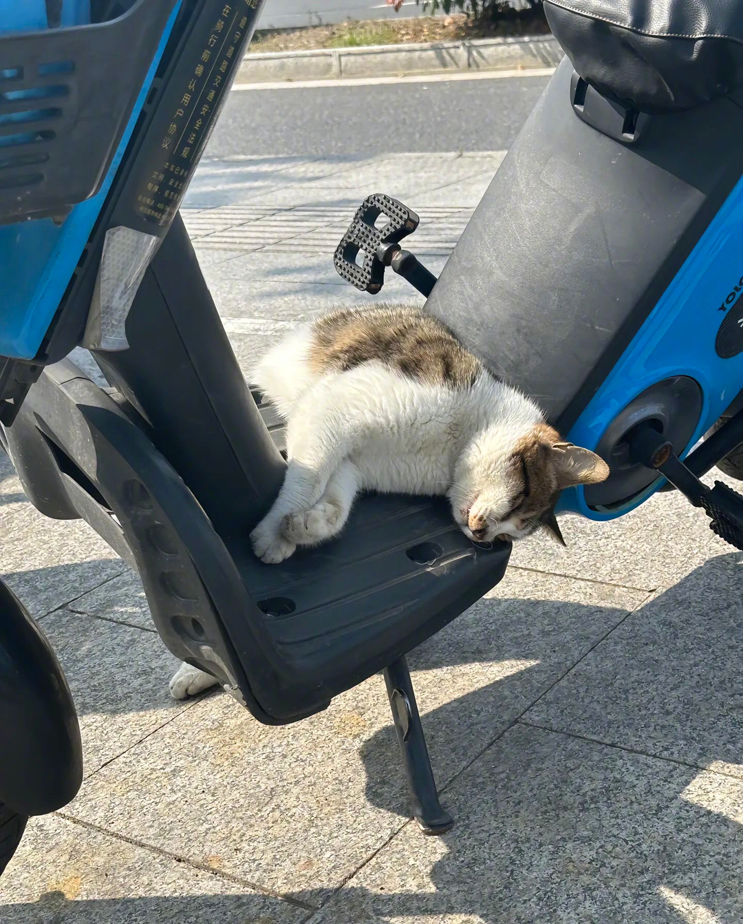 一条猫！！！ ​​​