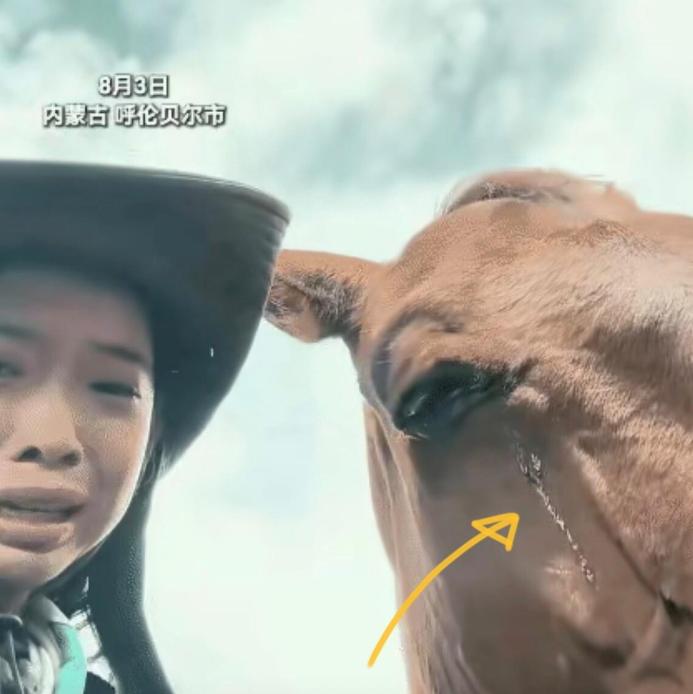 “科学也解释不清了！”内蒙古草原上，一个女游客与一匹马产生了感情，离别之际，女子