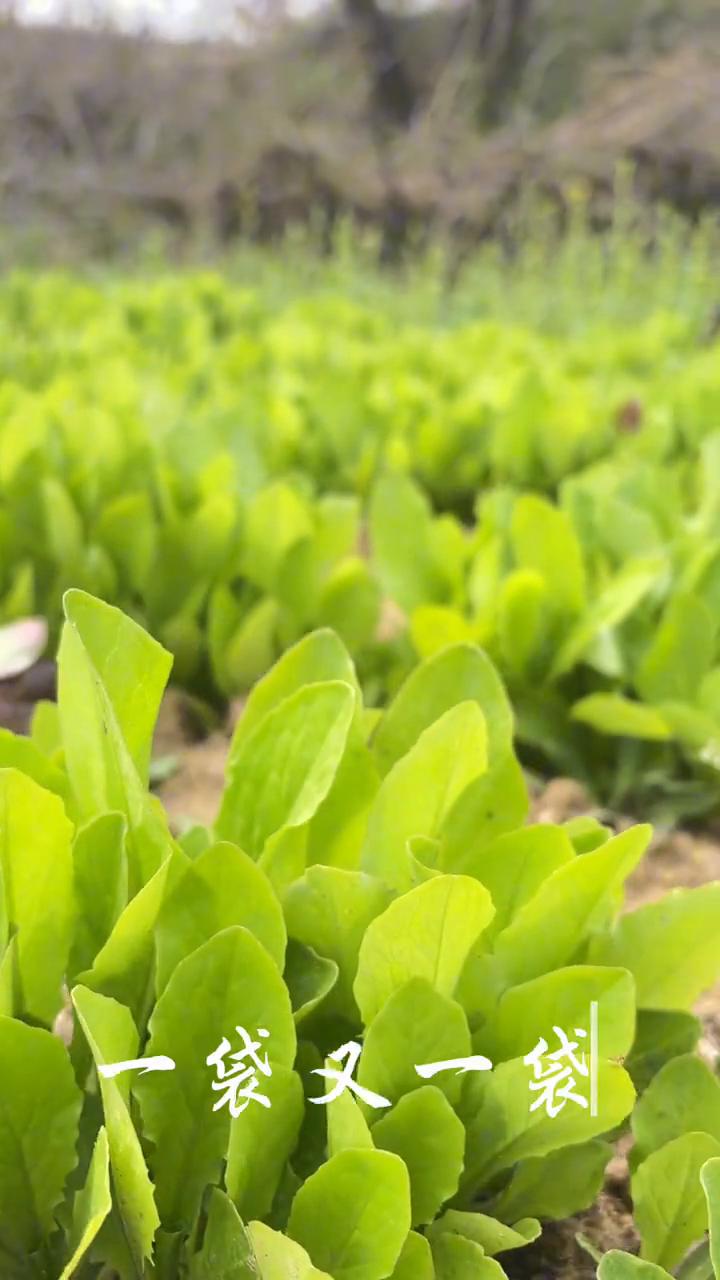 老家的菜国是妈妈的爱，一袋又一袋，装的更是牵挂。