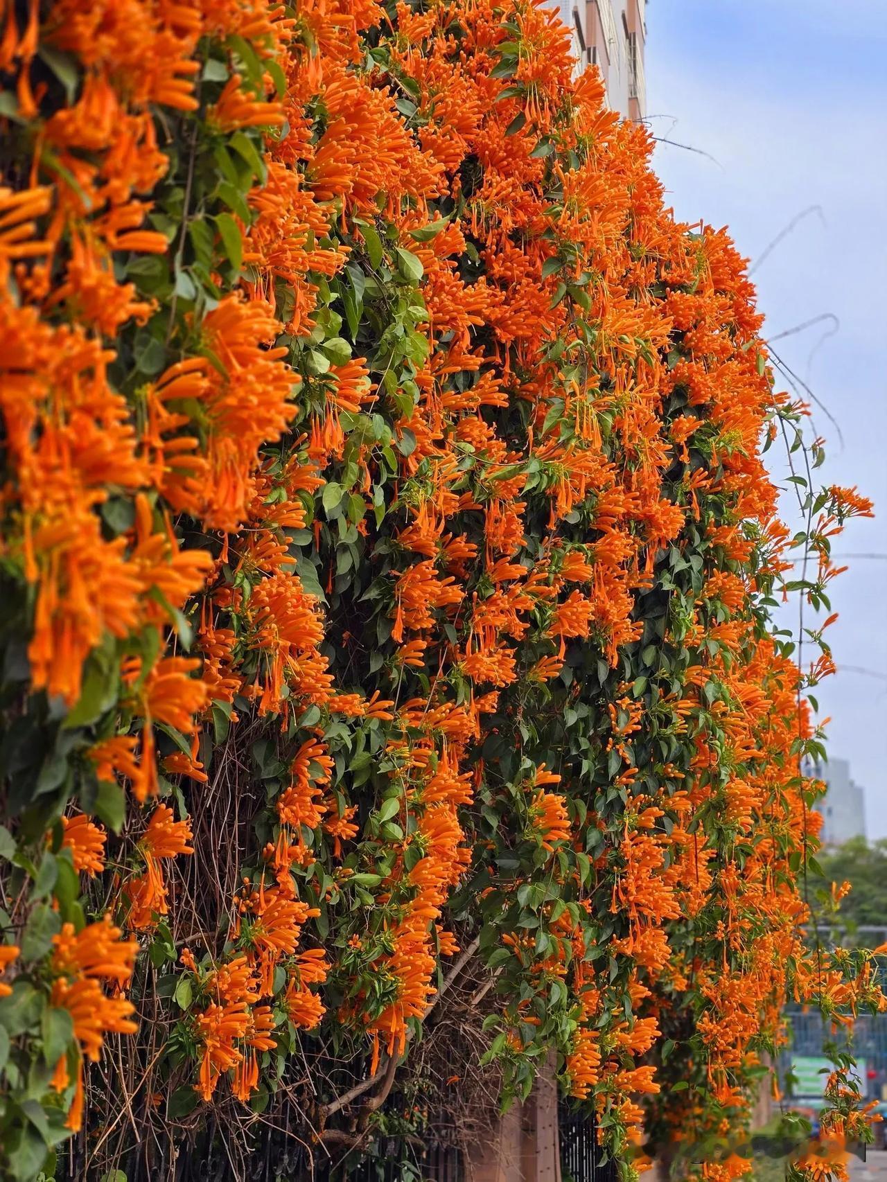 炮仗花

谁言花形如炮仗，才过春节又爆响。
招蜂引蝶人匆忙，驻足只为花满墙。
爬