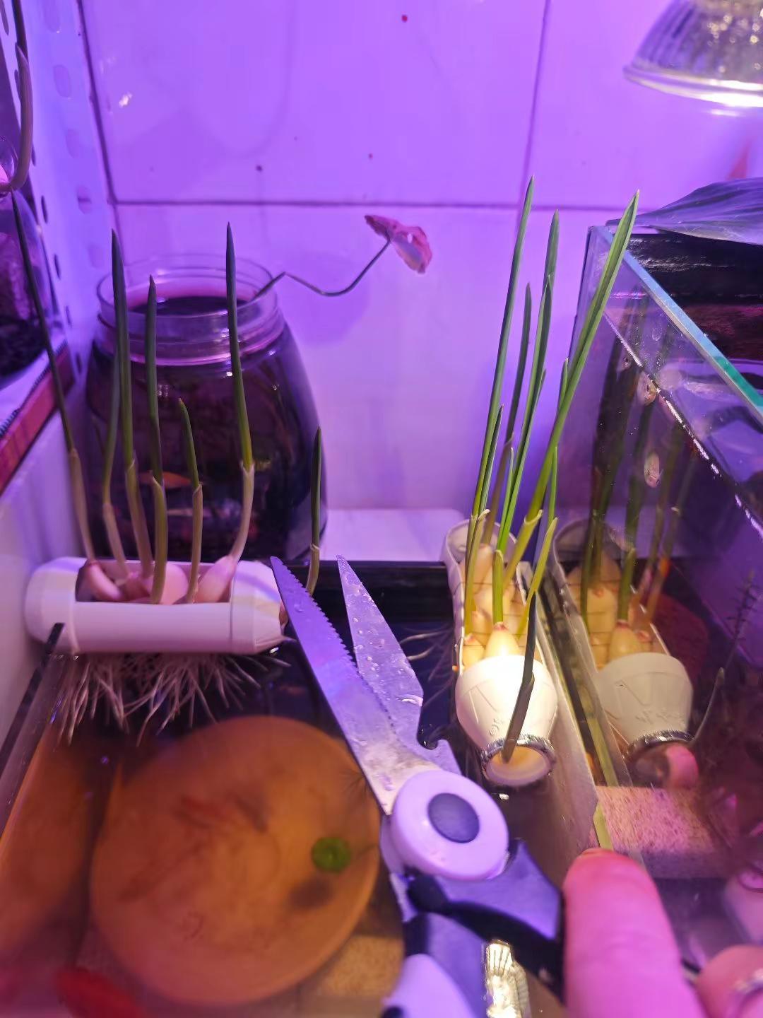 洋葱苗蒜苗被收割，只是被当成酿菜边角料 突发奇想，趁着周末做个酿菜，酿了青椒跟油