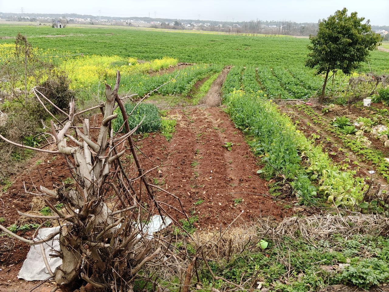 发现没？50来岁的中年男女似乎都已经接受谁的妈谁养这个事实了。
我们村一大叔死于