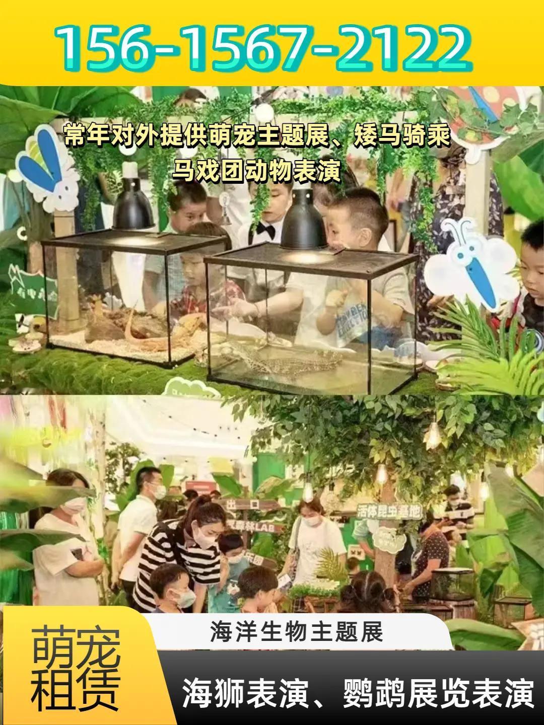 恩施电视节目录制。24小时在线  葫芦岛碳花舞表演 阿拉尔生日聚会骑乘矮马租赁 