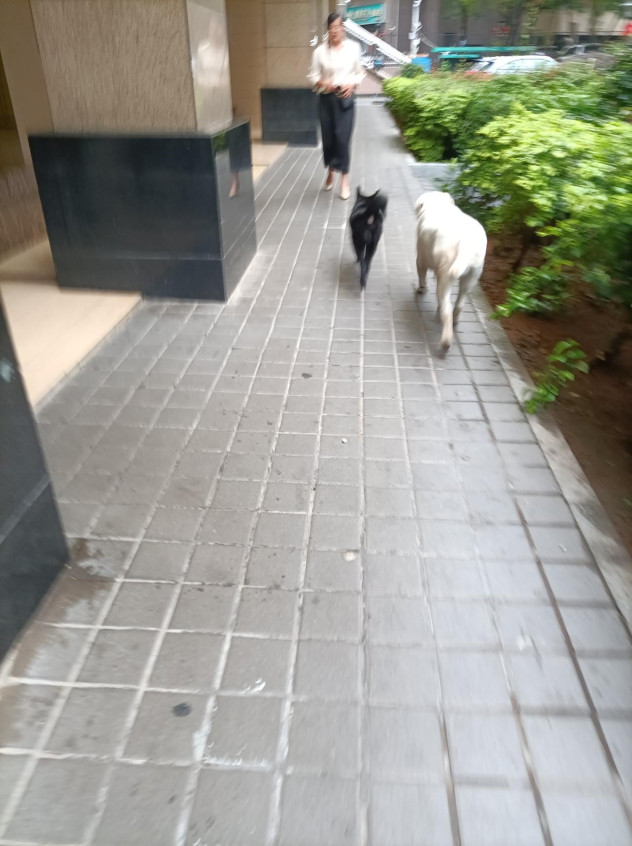 天南地北大拜年昨天一早去买菜，看到小区里有二只大狗在转来转去的，也没人看着，也没