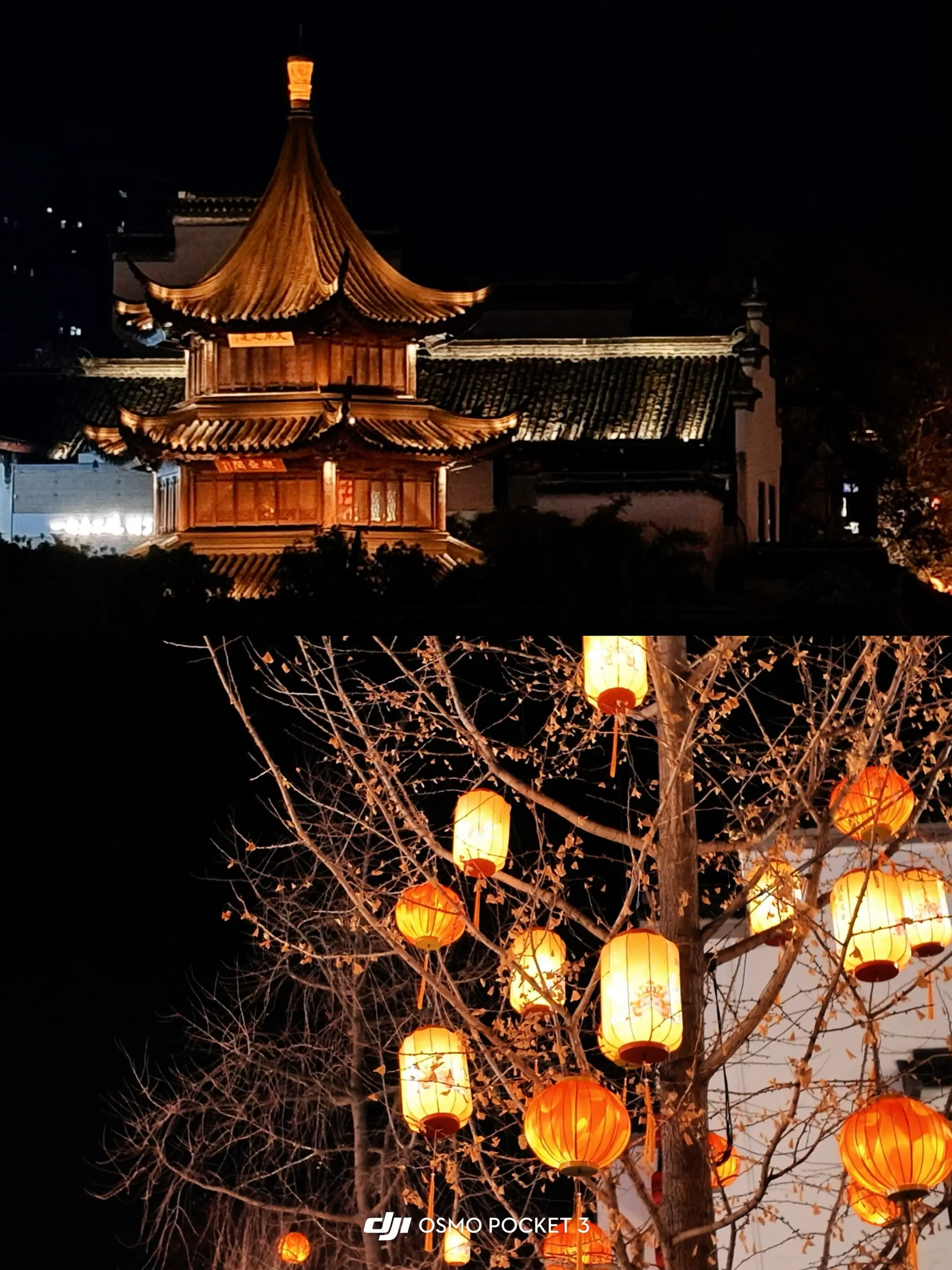 梧桐树下