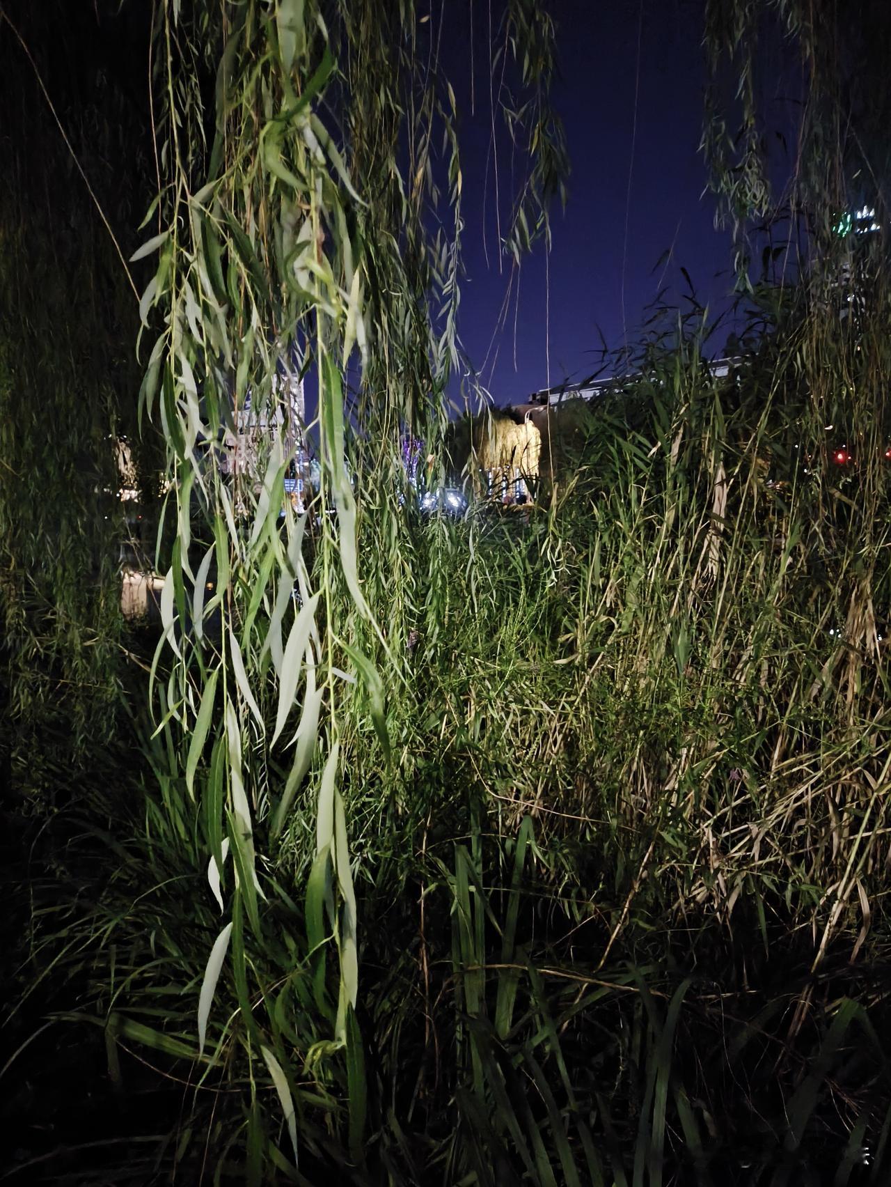 晒图笔记大赛夜幕垂落，柳丝轻垂如帘，隔绝远处闹市灯火，草木静默，喧嚣渐远，独处的