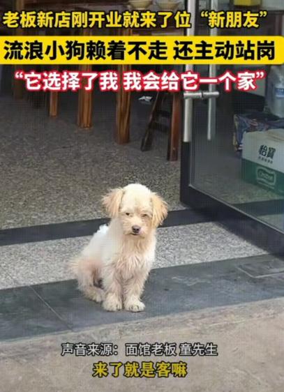 安徽，老板新店刚开业，就来了只流浪狗，估计是闻着香味来的，一直赖在店门口不走，看