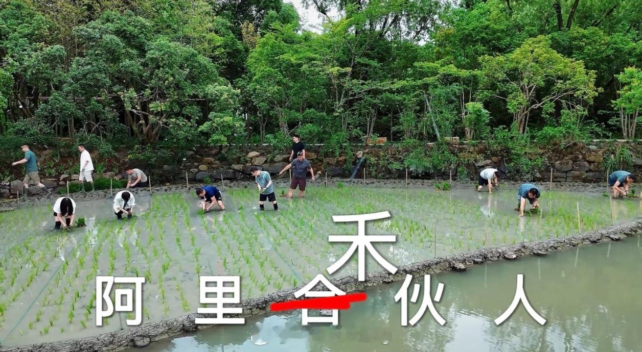 刷到一条新闻，差点以为阿里出了什么新业务，原来是一帮大佬跑去插秧了。马云、吴泳铭